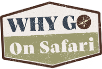 Why go on Safari SOP?